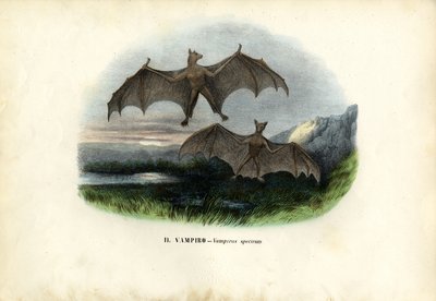 Spektralfledermaus, 1863-79 von Raimundo Petraroja